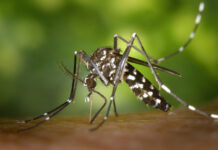MS registra 9.729 casos confirmados de chikungunya em 2026