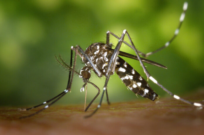 MS registra 9.729 casos confirmados de chikungunya em 2026_6a6ea769ebd0d.jpeg