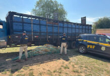 PRF apreende 195 quilos de cocaína em caminhão de transporte de bois