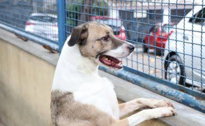 Projeto cria ‘lista’ de condenados por maus-tratos a animais e prevê restrições em MS_6a7d286303aee.jpeg