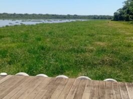 Rio Pardo agoniza: poluição ameaça gado, lavouras e o futuro do meio ambiente em Ribas