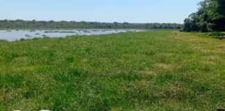 Rio Pardo agoniza: poluição ameaça gado, lavouras e o futuro do meio ambiente em Ribas
